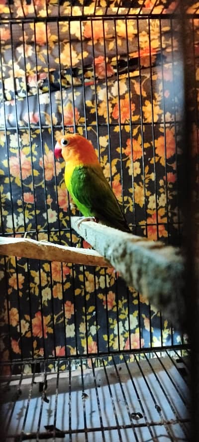 Opline green opline sale red eyes