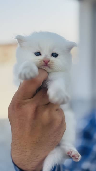 Cat persian kitten