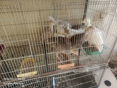 turkey chicks available for sale at good price