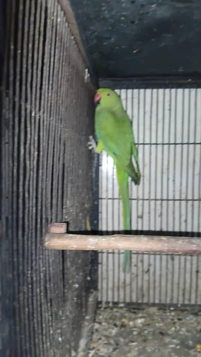 green parrot or love birds