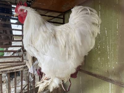 Cochin hens exchange possible