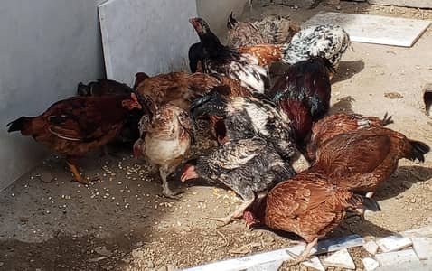 Aseel breader MurgHian sale krni hain WhatsApp . 0.3. 4.3. 7.4. 4.3. 7.7. 3