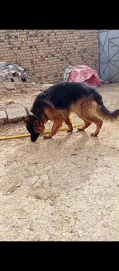 German Shepherd long coat boy for sale