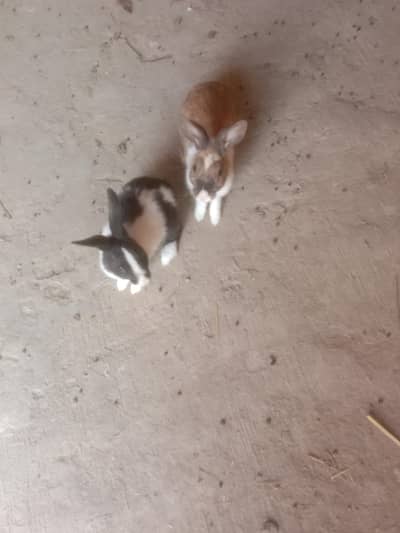 rabbit for sale in dg Khan contact:03137695479