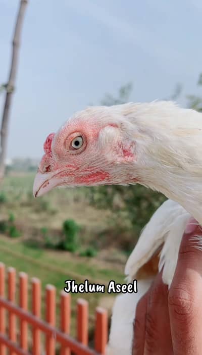 White heera breeder madi available