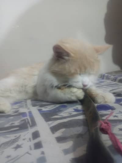 Persian cat his name is Rocky he is high breeder