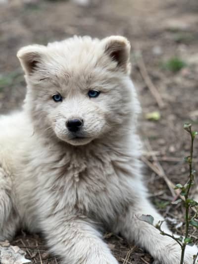 Siberian husky odd eyes pure white