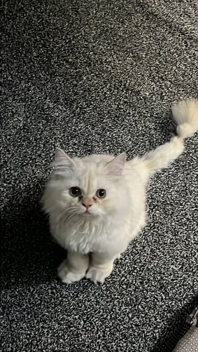 Persian male cat for free for females