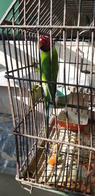 acha plum head parrot  hai