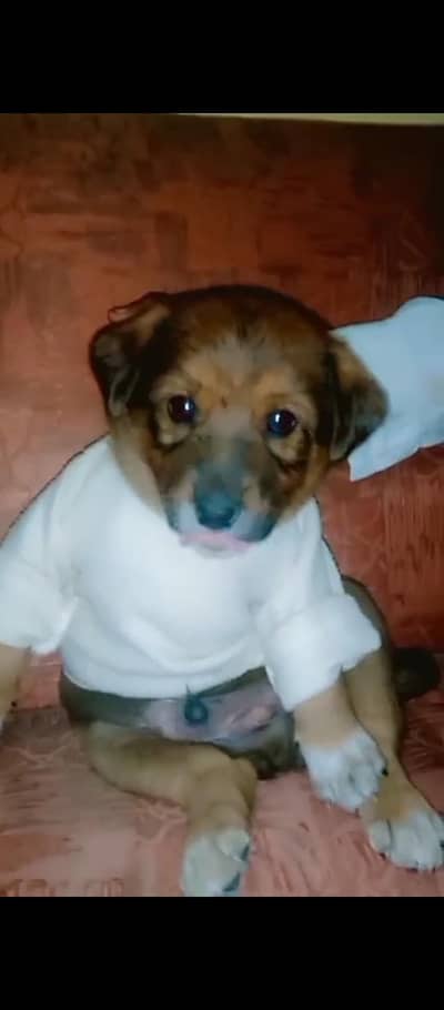 Labrador baby for sale 25000.03401045769