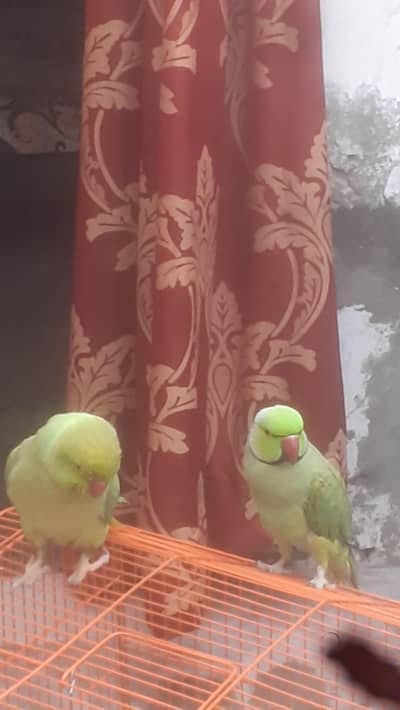 Green parrots pair