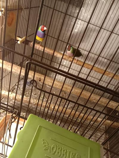 Goldian finch 10k for both pairs