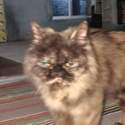 Pursain cat punch female