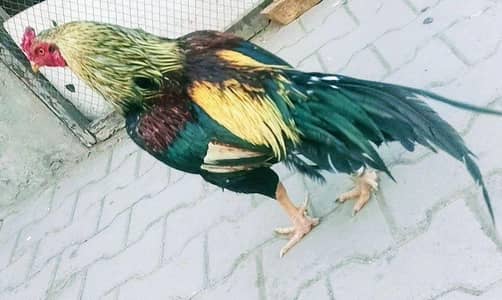 mashallah Sahab bahadar