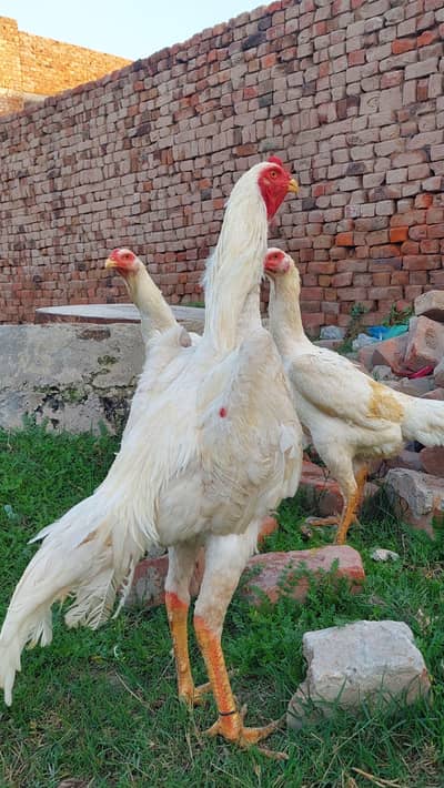 White Shamo/white OShamo/shamo breder male, female, Chiks & Eggs