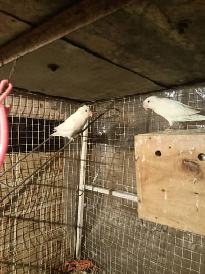 ghar my na rakhny ki waja sy sale kar Raha hu confirm briding piar Hy