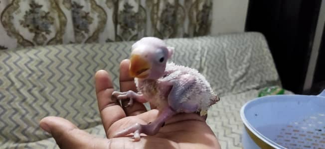 Pahari / Raw / Kashmiri  Parrot Baby