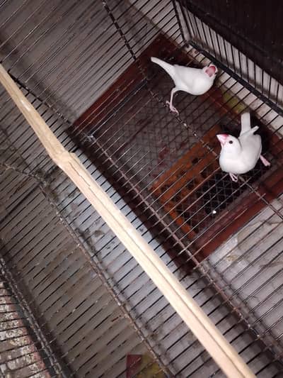 white jawa breeder pair available