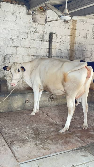 HF تیار گبھن گائے