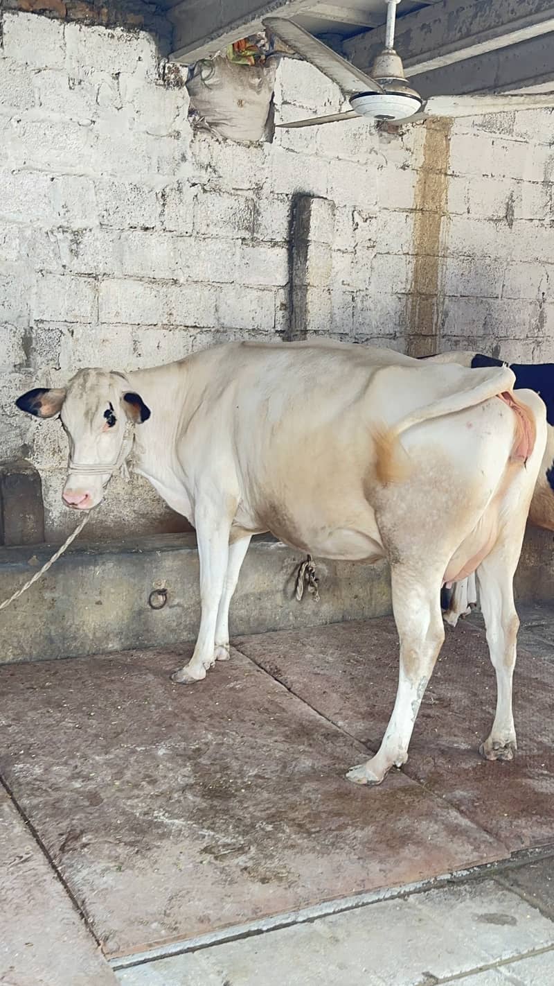 HF تیار گبھن گائے 0