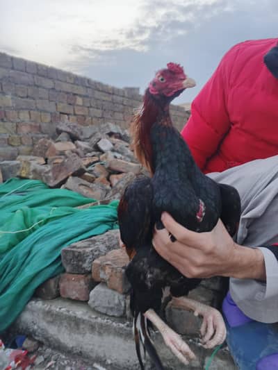 Lakha PATHA for sale