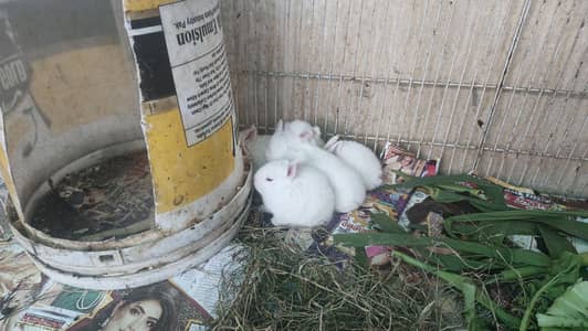  خوبصورت اور صحت مند خرگوش فروخت کے لیے دستیاب 