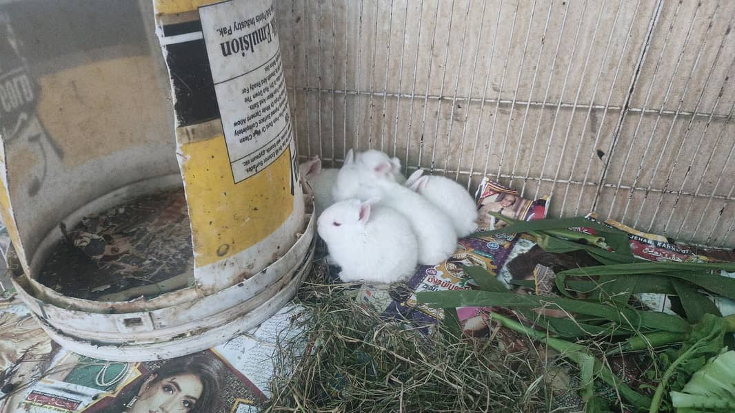  خوبصورت اور صحت مند خرگوش فروخت کے لیے دستیاب  0