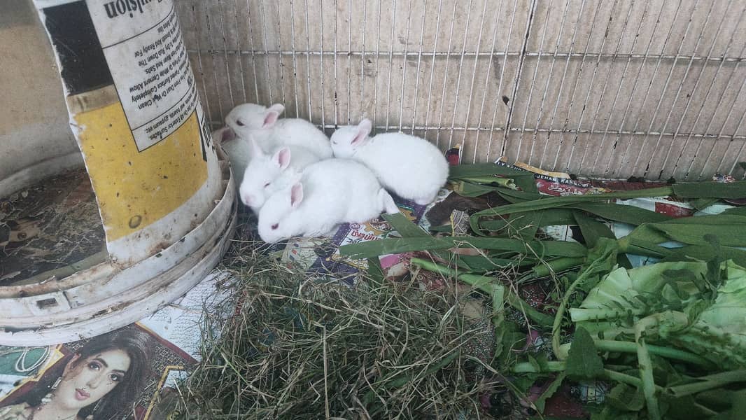  خوبصورت اور صحت مند خرگوش فروخت کے لیے دستیاب  2