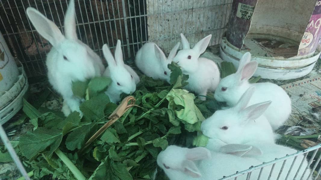  خوبصورت اور صحت مند خرگوش فروخت کے لیے دستیاب  3