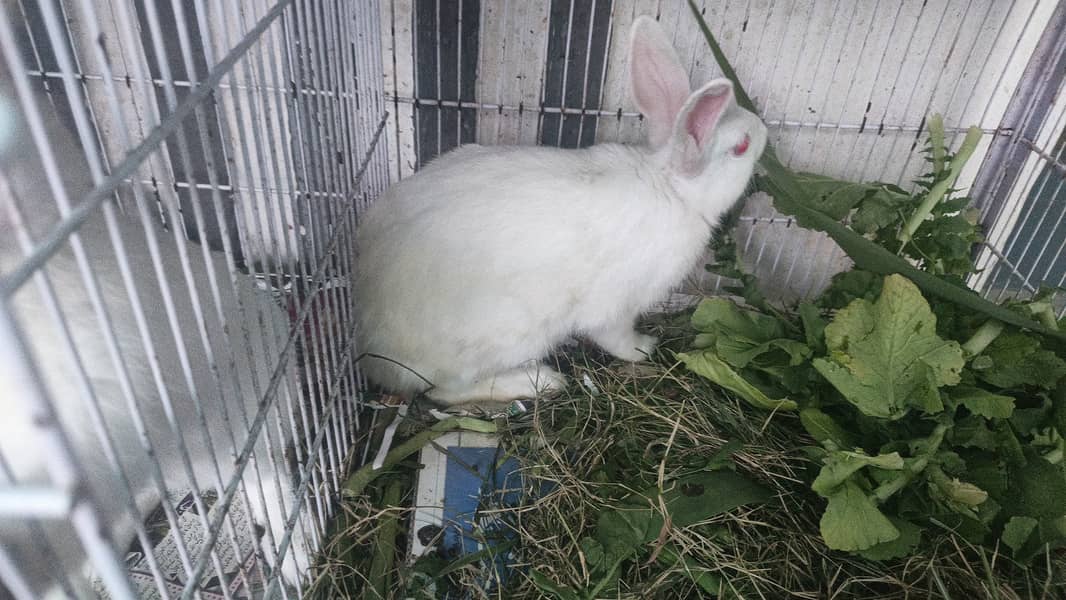  خوبصورت اور صحت مند خرگوش فروخت کے لیے دستیاب  4