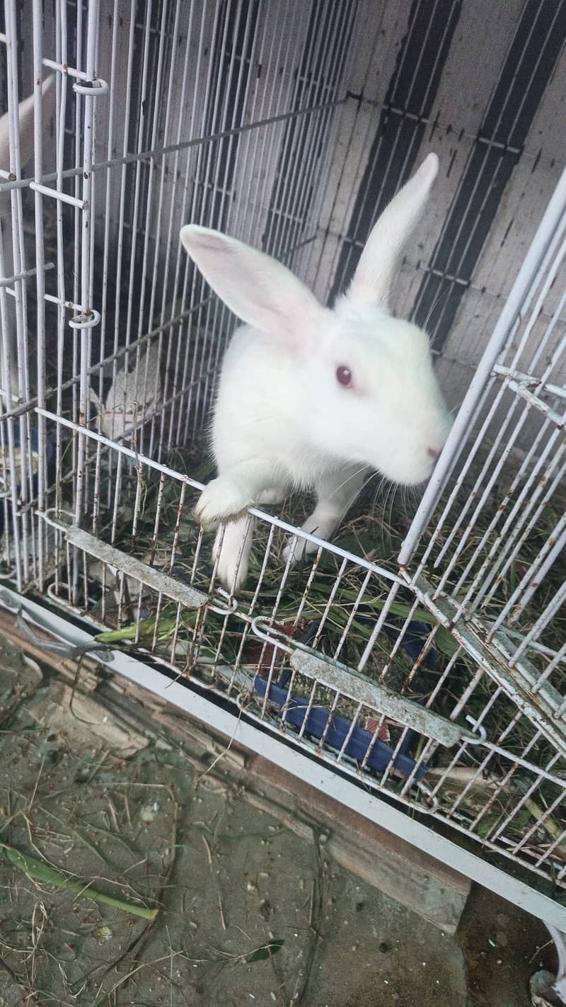  خوبصورت اور صحت مند خرگوش فروخت کے لیے دستیاب  5