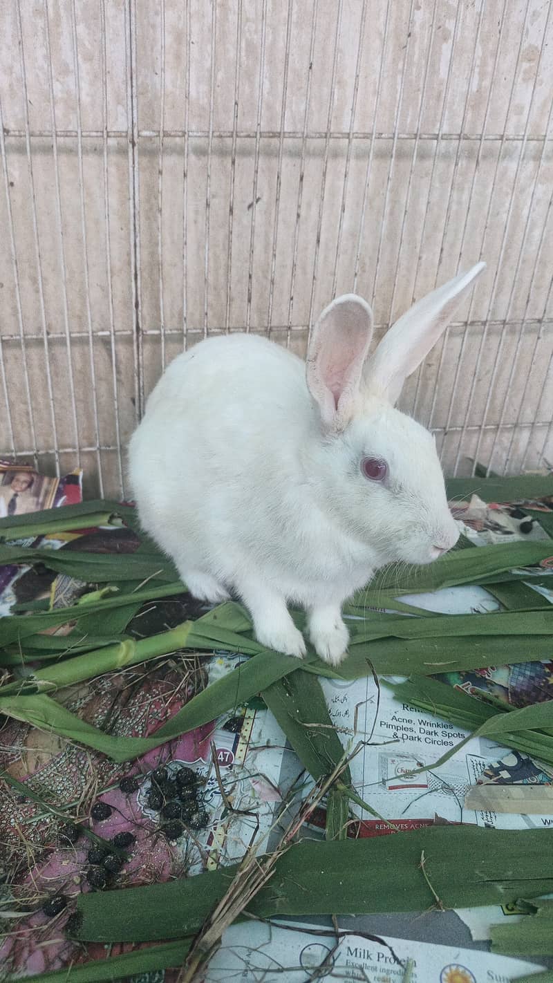  خوبصورت اور صحت مند خرگوش فروخت کے لیے دستیاب  6