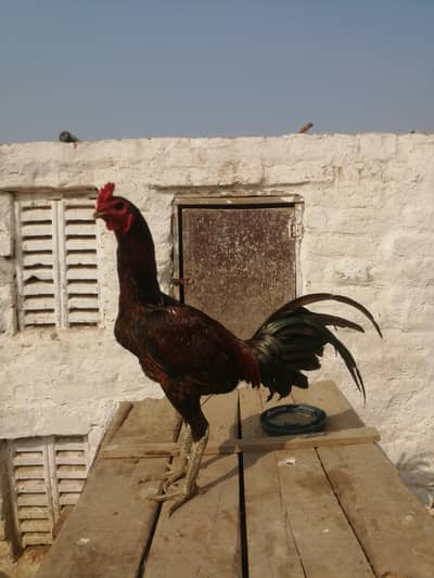 Pakoye X Dragon Quality Male