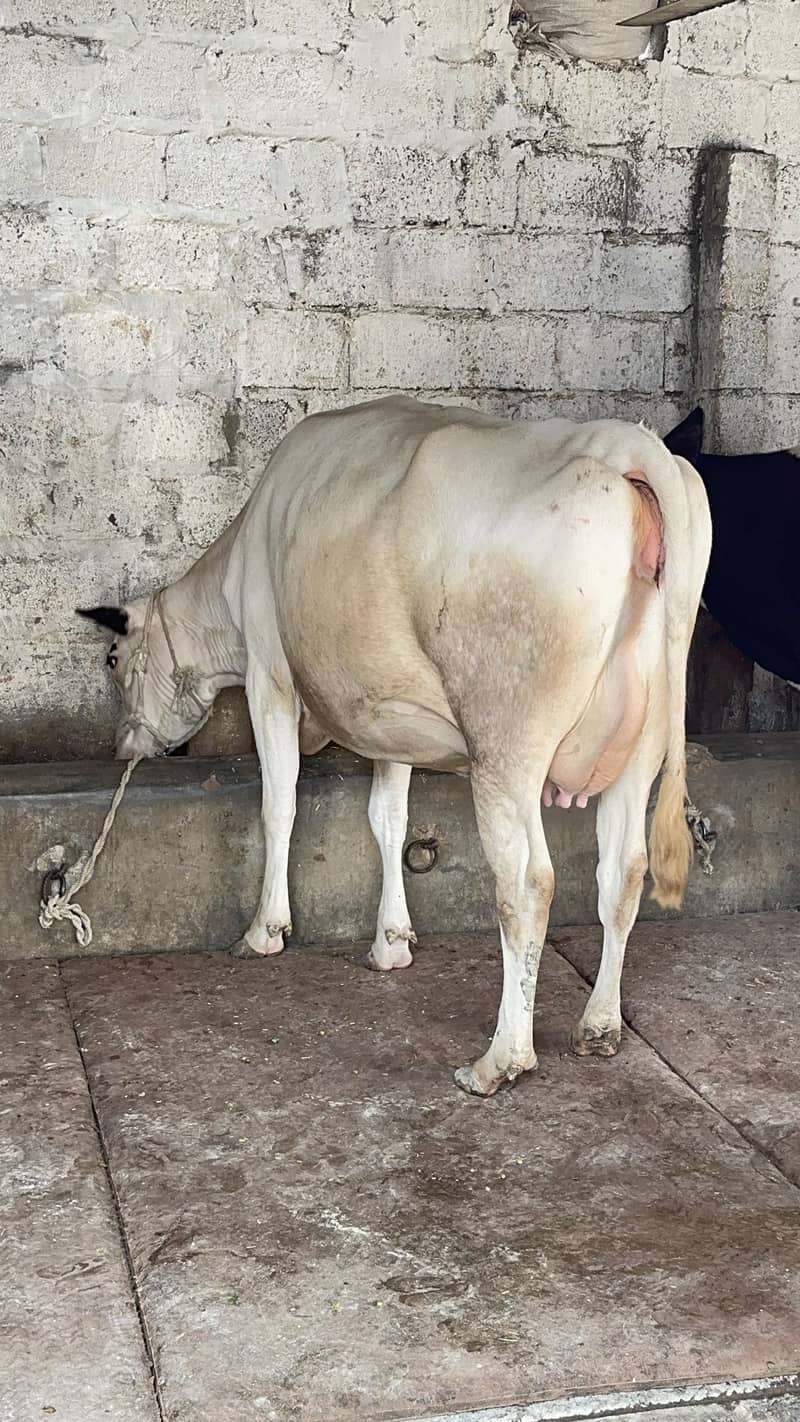 HF تیار گبھن گائے 2