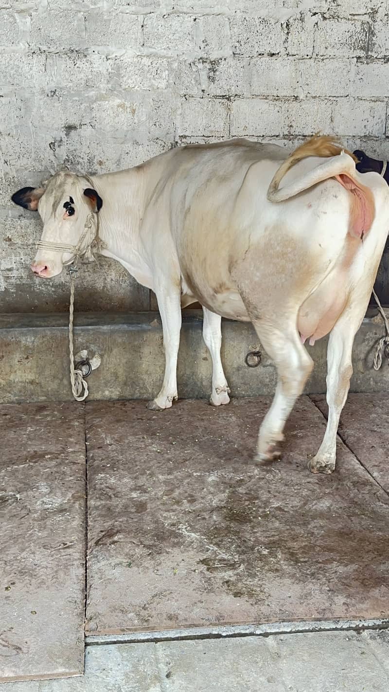 HF تیار گبھن گائے 3