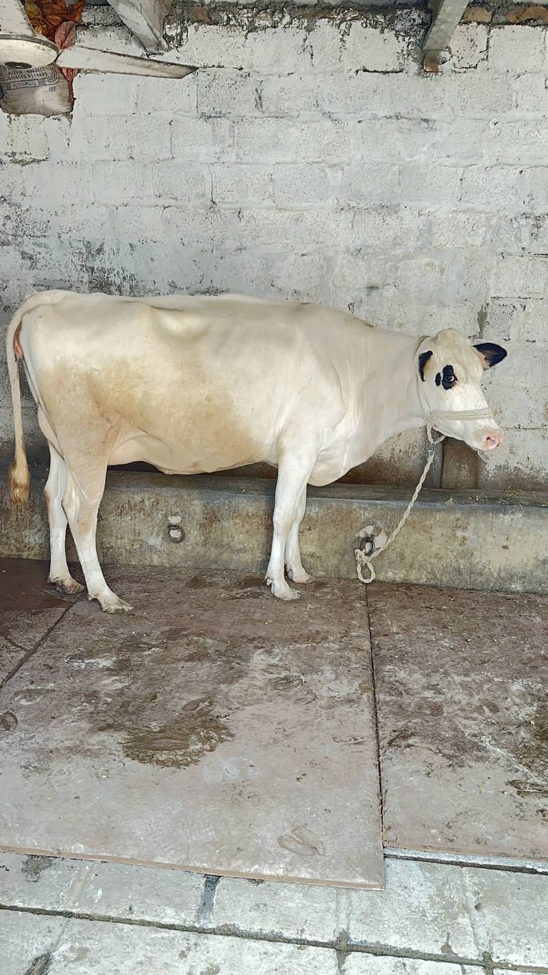 HF تیار گبھن گائے 4