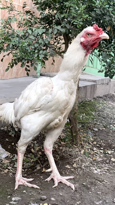 Pure aseel heera murga