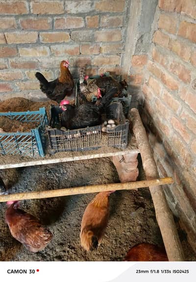 sub andy dytii hai  is nom pai rabta 03365855590