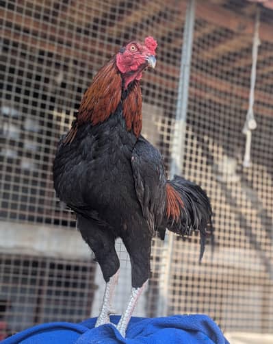 Top Quality Aseel Murga – Reasonable Price