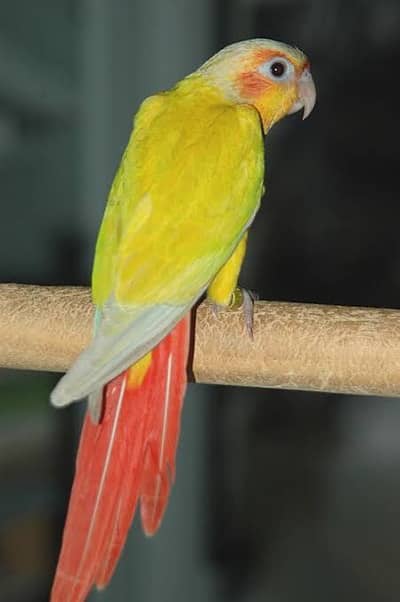 Suncheek high red factor (eggs)