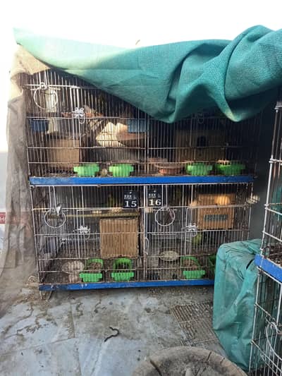 Wooden Cage/Folding cage with setup