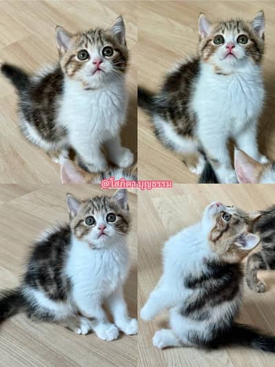 Scottish straight Female Kitten