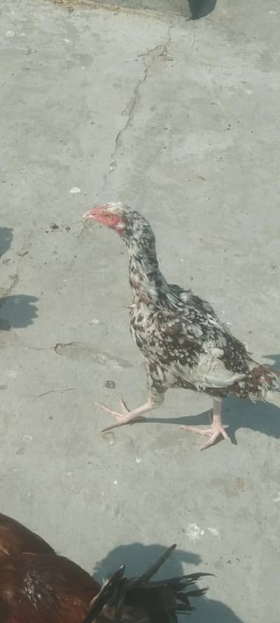 pure aseel hens  pure desi cocks and desi eggs