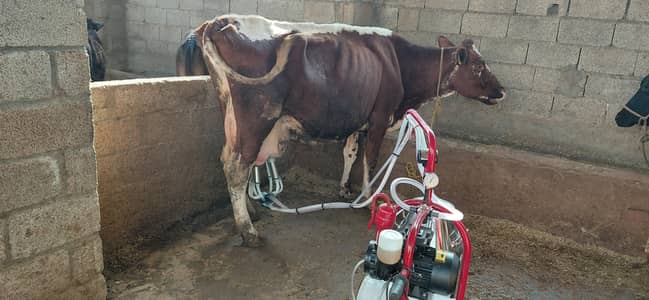 Dairy Farm at Bharakao