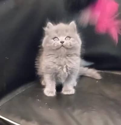triple coated Persian kittens