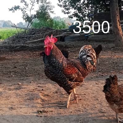 Desi Murga  / دیسی ککڑ  / Rooster 