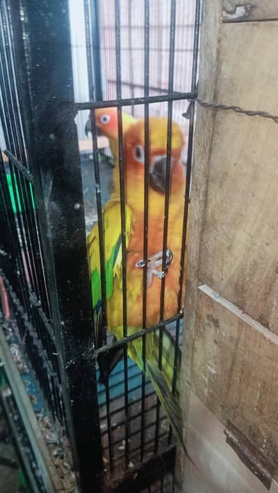 all ok or flying okay the next thing okay 2Egg fertile