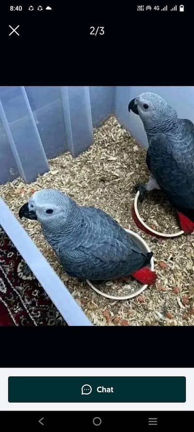 African grey parrot cheeks for sale 03354887932
