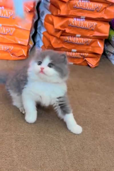 Persian Cats & Kittens for Sale may WhatsApp 03126762031
