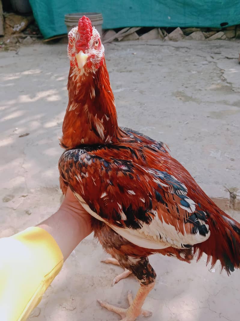 Cheena murga 0